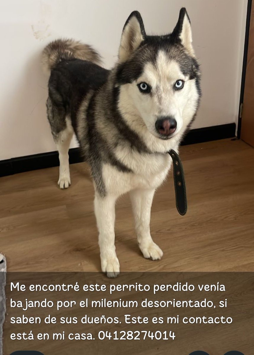 Mary_Jar's tweet photo. 🚨
Mérida.  Vzla / Peludito busca a su familia humana.

Gracias por difundir..

@PerroUsuario https://t.co/bn6UICtx3v