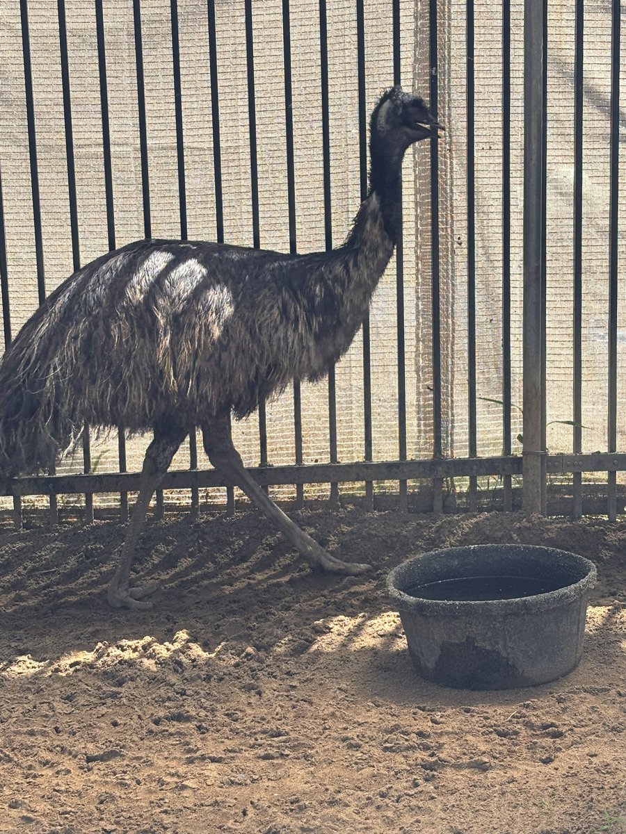 Flextime_10's tweet photo. 今朝のエミュー
#上野動物園 https://t.co/5FvBGxOjb1