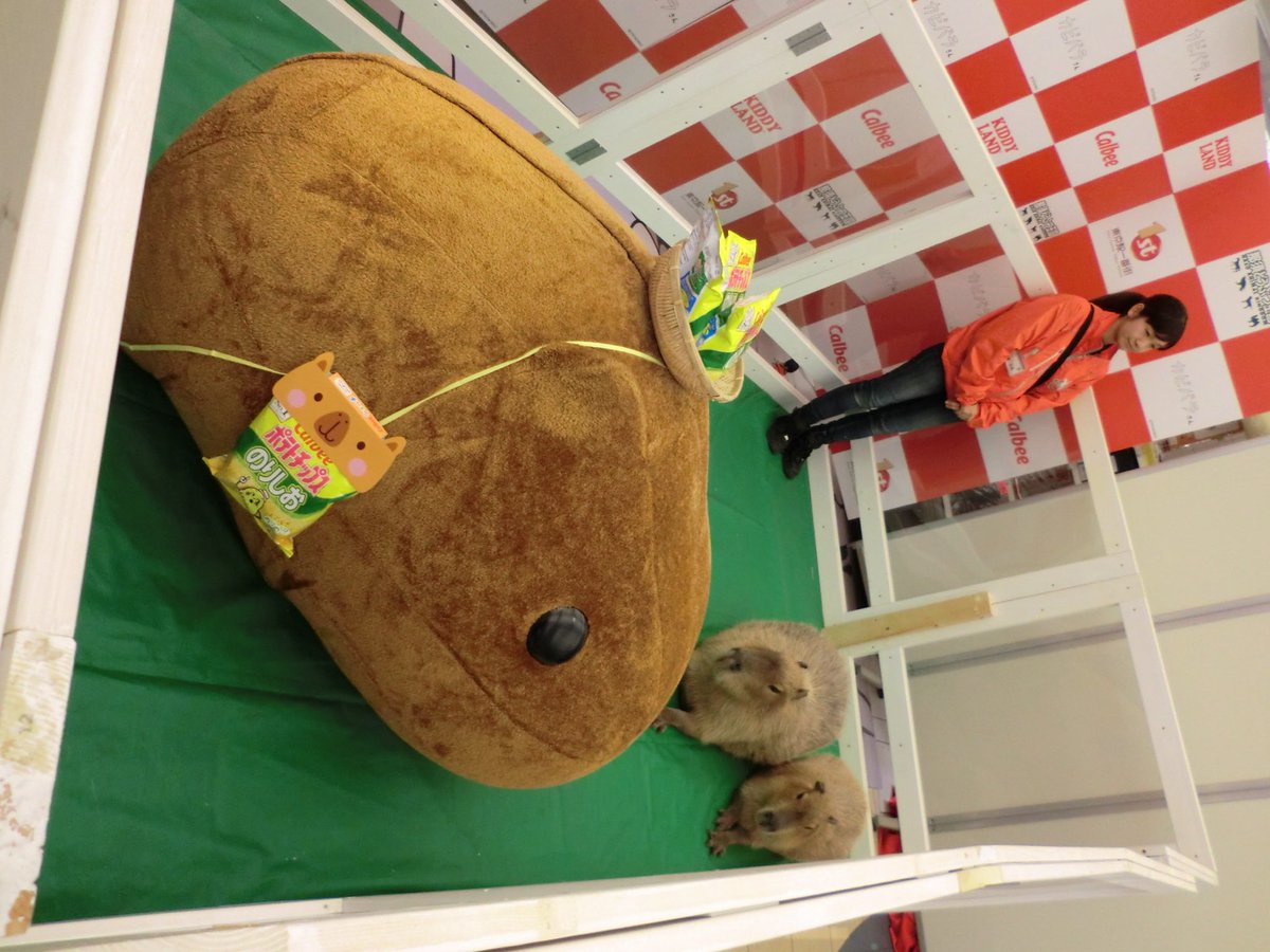 kapi_kuma_usagi's tweet photo. 懐かしい画像を上げて精神を安定させる戦法
この頃の髪の毛あんな色だったんだー(๑¯ㅁ¯๑) https://t.co/65wD6aYTi2