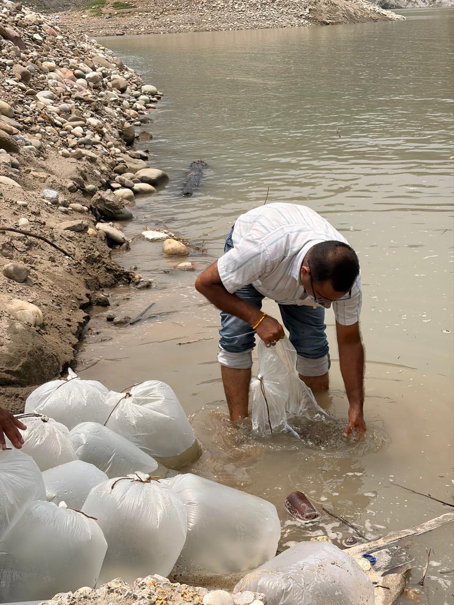 DoFishHP's tweet photo. On 07.07.2026,
Total 205497 no. Amur Carp Seeds stocked at Nakrana (Gobind Sagar Reservoir) from Carp Seed Farm Alsu, Distt. Mandi Himachal Pradesh.
.
.
.
#stocking #fishseeds #fishseedstocking #departmentoffisherieshimachalpradesh #govtofhp #fisheriesgoi https://t.co/VgJA4F5gsH