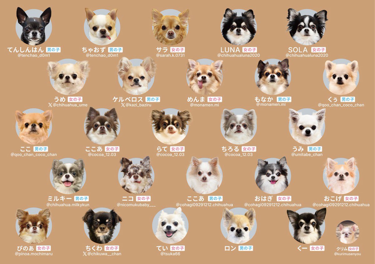 chikuwa__chan's tweet photo. カードゲーム「チワワあわせ」
犬ちゃんがいるよー！探してねー！！！！！ https://t.co/LfCFsY72zF