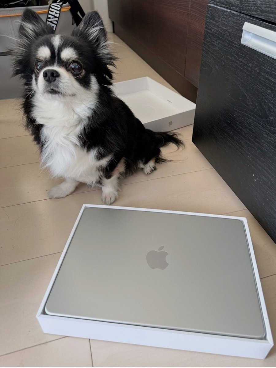 CHlabo's tweet photo. 2026.4.5 Part1 ✨クロム🐶❤️✨主人がプライベートのノートパソコン💻を４月に買いましていつものようにモデルのように写っていますが、笑顔はありません😂前のノートパソコンが古くなっただけなので、物価高なのに色々かかりますよね😂💦
本日のわたしは重度のうつ病なのにこの子のぐるぐる🌀で疲弊😭 https://t.co/hbwik58i4h
