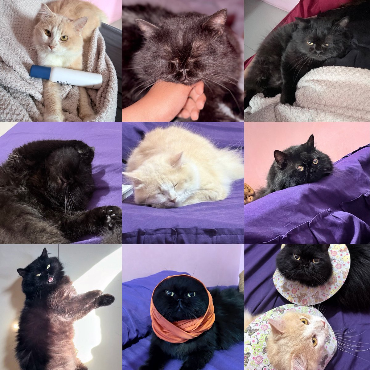 deliashe_'s tweet photo. Hi guys, apa ada yg bersedia merawat kucingku? aku mau pindah ke Jerman September nanti dan sayangnya ga ada yg bisa bantu urus di rumah🥺

Aku bakal kasih jg semua perlengkapannya termasuk kandang besar yg adjustable.

Ada biaya adopsinya ya tp ga besar kok, klo berminat DM yaa https://t.co/0spysGALZX