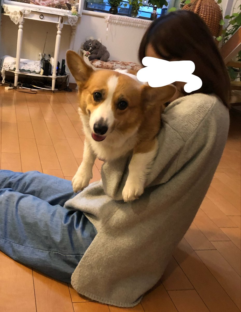 i_ko10mi's tweet photo. ナナも抱っこは大好き

これは2020年頃だからまだ走れてて、
「捕まっちゃった😆｣という顔してるとこ。
わたしこの頃太ってたからトリミング🫠 https://t.co/TgPzwq11En