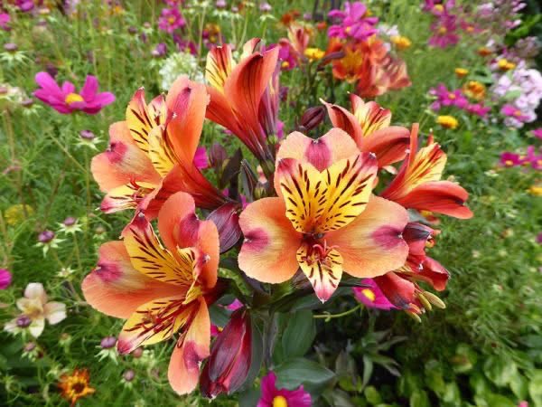 allotmentonline's tweet photo. LAST CHANCE COMPETITION!
Ends midnight tonight!

Enter for the chance to WIN a Perennials Bundle from @ashnurs 

Please follow, RT, tag/share and enter on the link: https://t.co/CBvUXVbB3D

#win #giveaway #competition https://t.co/T2jQr7iXfr