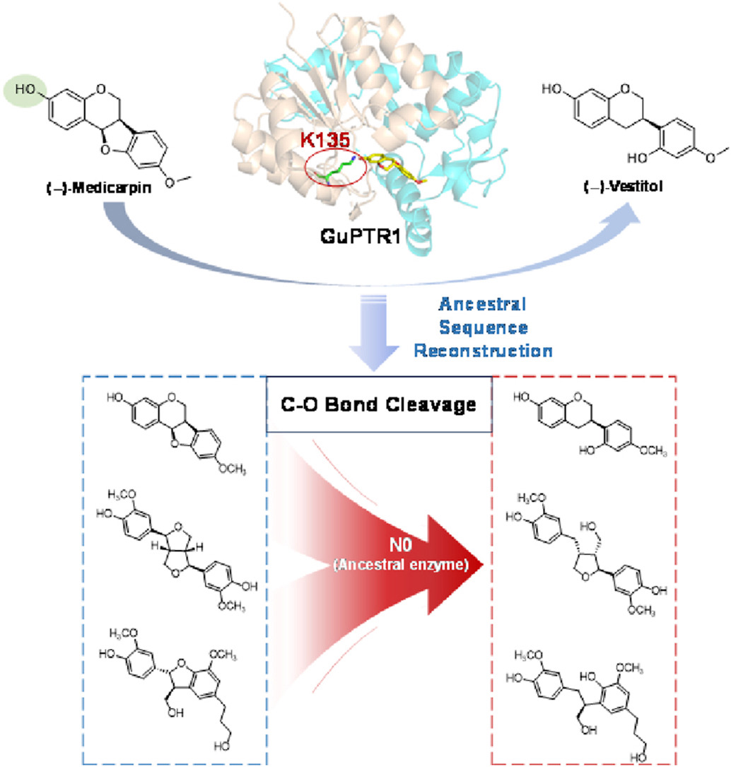 ActaPharmSinB's tweet photo. Article✍️Structural insights into #pterocarpan reductases unveil a universal ring-opening mechanism in plant #biosynthesis of 4-(furan-2-yl) phenol derivatives. From Dr. Ye @PekingUniversity; @PKU1898; @Sciencedirect; @ElsevierConnect.
https://t.co/XEz1rAJbtc. https://t.co/bFNWyp4FRI