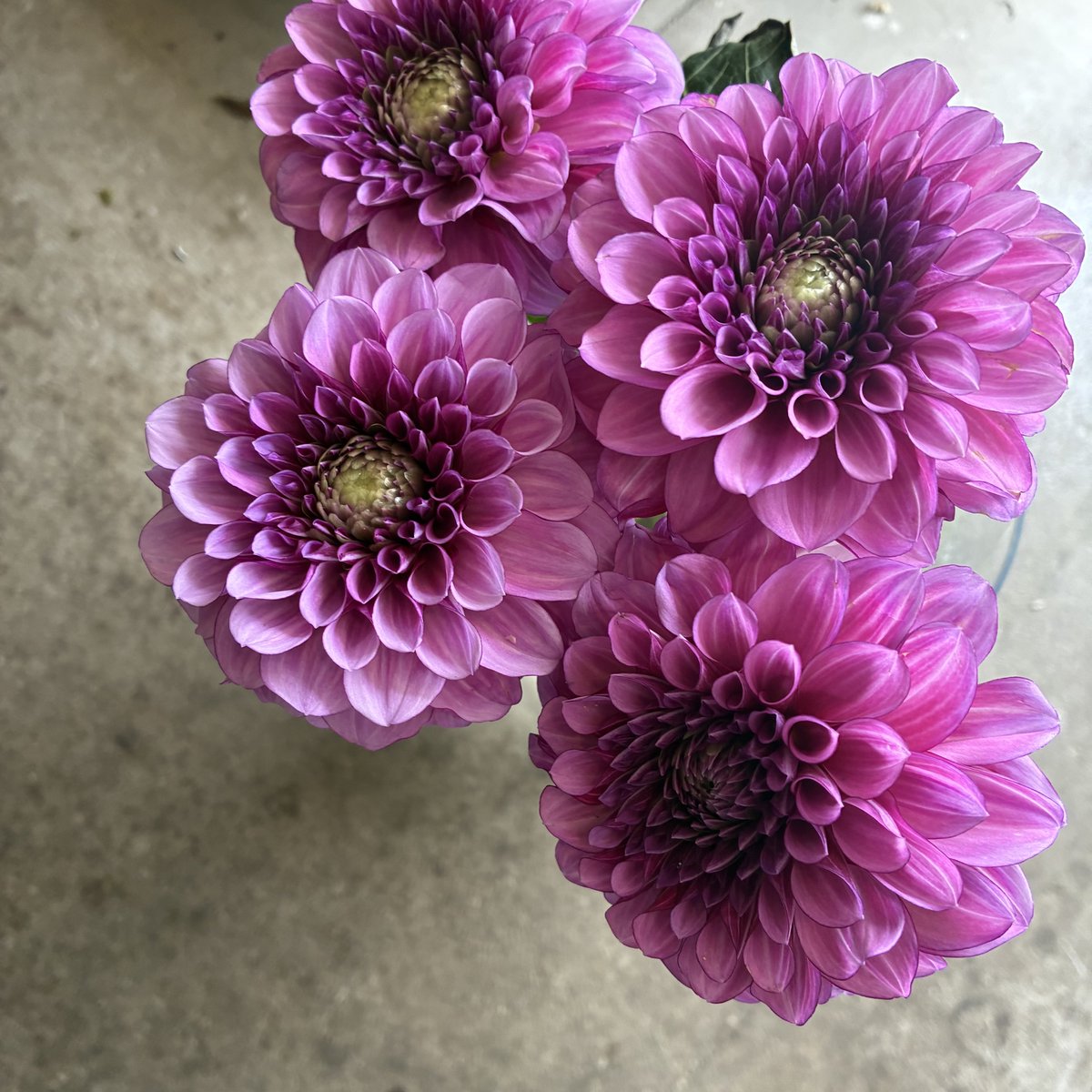 dicipeu's tweet photo. 毎日ひと花＊ダリア『スターリーナイト』 https://t.co/xi5loihq2i