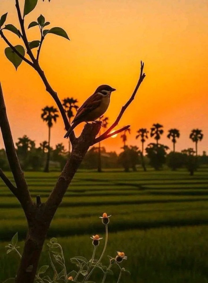 iam_ambie's tweet photo. Good morning x friends 🌄🌞 https://t.co/tnT08BWz0D