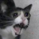 chuddev1's tweet photo. The biggest meme community in the world r/memes has a cat meme as pfp 

Its called "screaming cat"

Literally the cat meme of all cat memes

Lets finally send it

https://t.co/3RVwEG0RVi https://t.co/a4Tn9kyhV8
