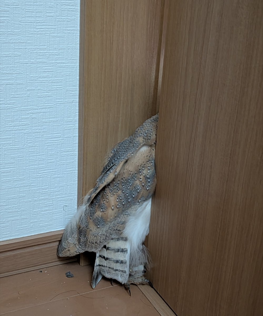 vFurufuruv's tweet photo. 昔と今、やってる事が変わらない🦉 https://t.co/5dHCPI21tu