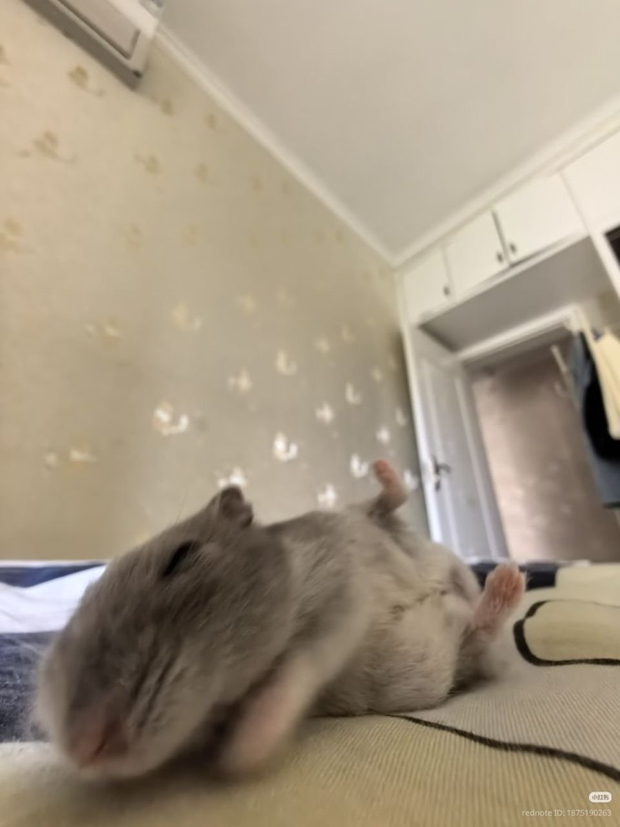 TweetsOfHamster's tweet photo. https://t.co/6btRUDuoVr