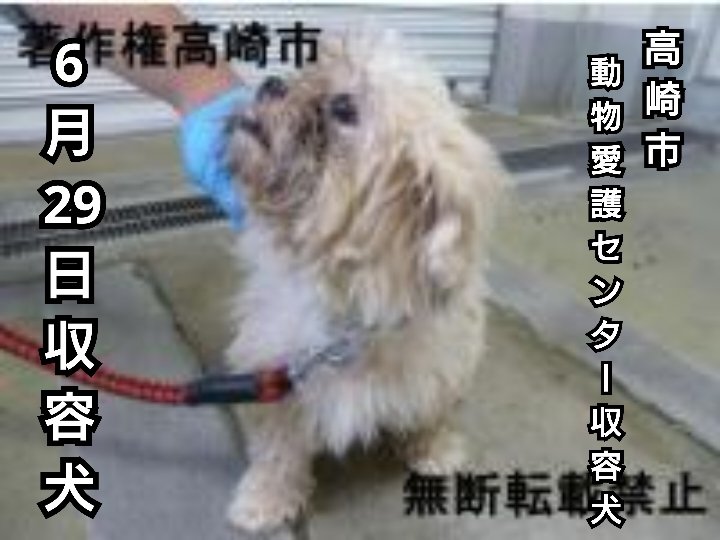 RokunekoAnimal's tweet photo. 6月29日(月)収容犬‼️#群馬県高崎市井出町で保護された #革製赤い首輪に青いワイヤーリードをつけた白毛のシーズー系ミックス犬ちゃん‼️#9歳くらいの小型犬の女の子です‼️#拡散希望‼️#メス #小型 #高崎市動物愛護センター収容犬 #迷子犬 #迷い犬 #探し犬 https://t.co/9IDGtpp5es https://t.co/v41pPmnWNg