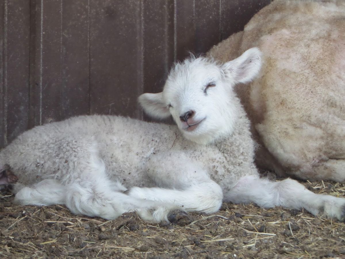 fawnofcain's tweet photo. ryan is a lamb and naim is a deer #true https://t.co/UDPk6Jrze9