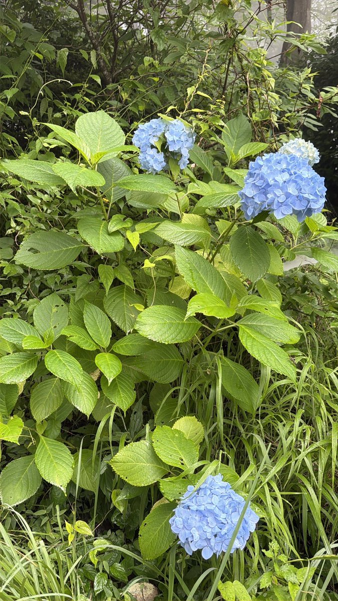 mt_kgnb's tweet photo. 山麓でアジサイ(紫陽花)が開花しました😊
アジサイはアジサイ科アジサイ属の落葉低木🌿
こちらは原種のガクアジサイ(額紫陽花)から改良された園芸品種で、花序が球形ですべて装飾花となっています😃
綺麗ですね❗
アジサイは有毒植物なので、食べないでください⚠️

#景信山 #三角点かげ信小屋 https://t.co/nSMorM3WEr