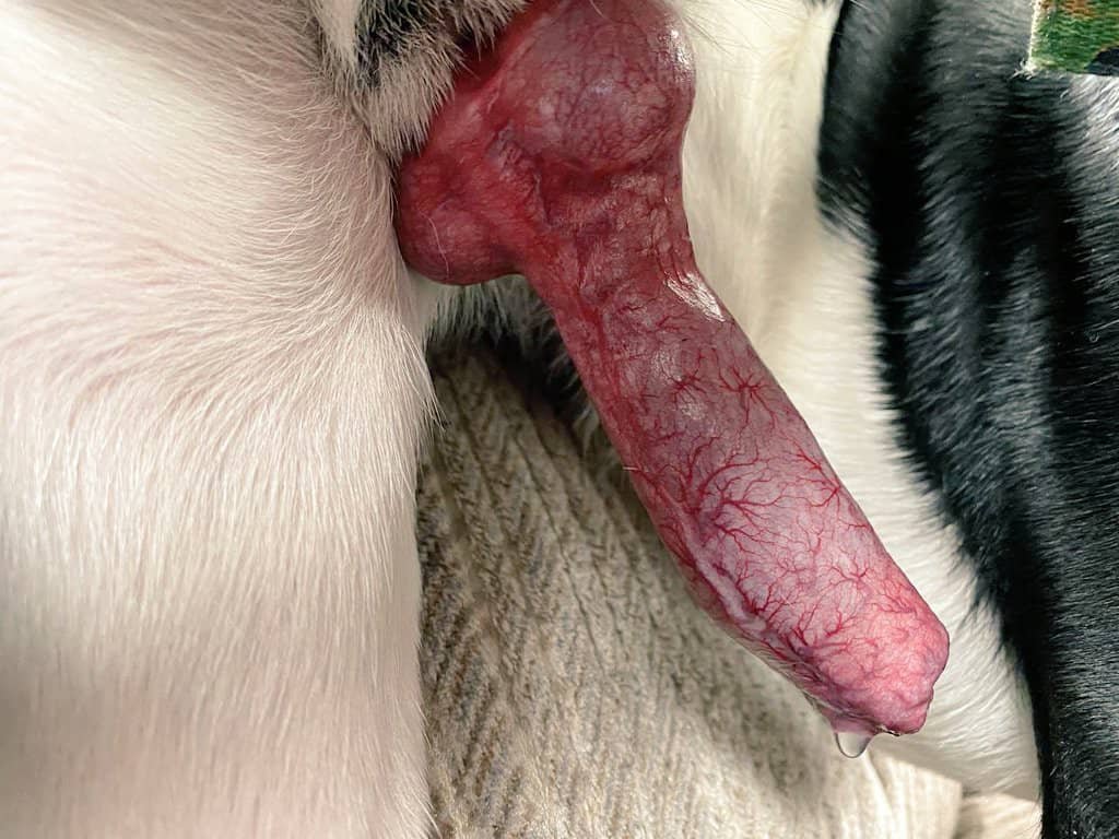 patriciawill45's tweet photo. @Zoobancity

Knot me till i frget my name 
slap those heavy huge puppy balls against me till i yip 🔁🔁👇👇
https://t.co/7opTS8nVOR 

#NSFW #furryartwork  #furrypup #furryknotts https://t.co/fblENRfWhW