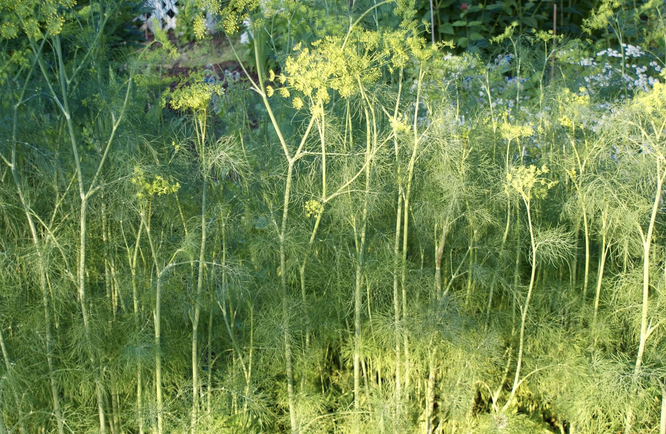 LarryPrice_art's tweet photo. Dill Forest, 7/7/2026 https://t.co/JFBk7yzWZ9
