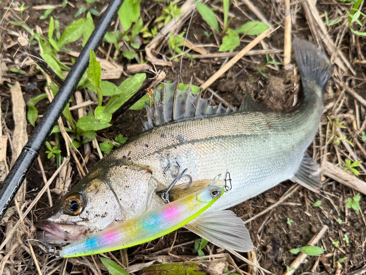 ___Fishing's tweet photo. スプラット100のジャー筋グで💪

#DUOinternational
#DUOモニター
#PR
#タイドミノースプラット100SF https://t.co/tzqEXuIQPG