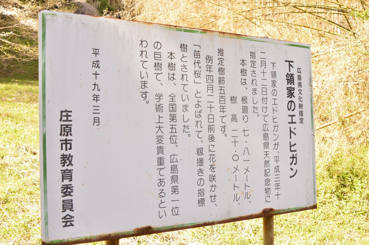 takepp4xx's tweet photo. 2026/4/11
広島県庄原市総領町下領家９３６
下領家のエドヒガン

枯れてるとか書かれてたけど、花がついてました(ﾟ∀ﾟ)
広島県内で一番古い桜のようなので、もっと整備してほしい(；^∀^)もったいない

#広島県
#下領家のエドヒガン
#桜 https://t.co/348vZX7dEo