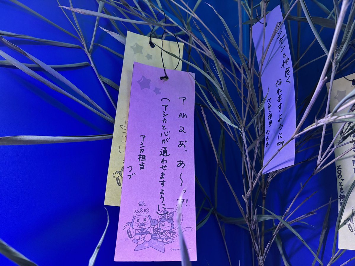 beachland2000's tweet photo. 飼育員の願い事は…🎋
昨日は七夕🌟
海洋館で実施中の七夕展で飾られている笹には飼育員たちの願いがこもった短冊が…！
七夕展は12日まで🌌
#南知多ビーチランド #ビーチランド https://t.co/xCL3AVm7et