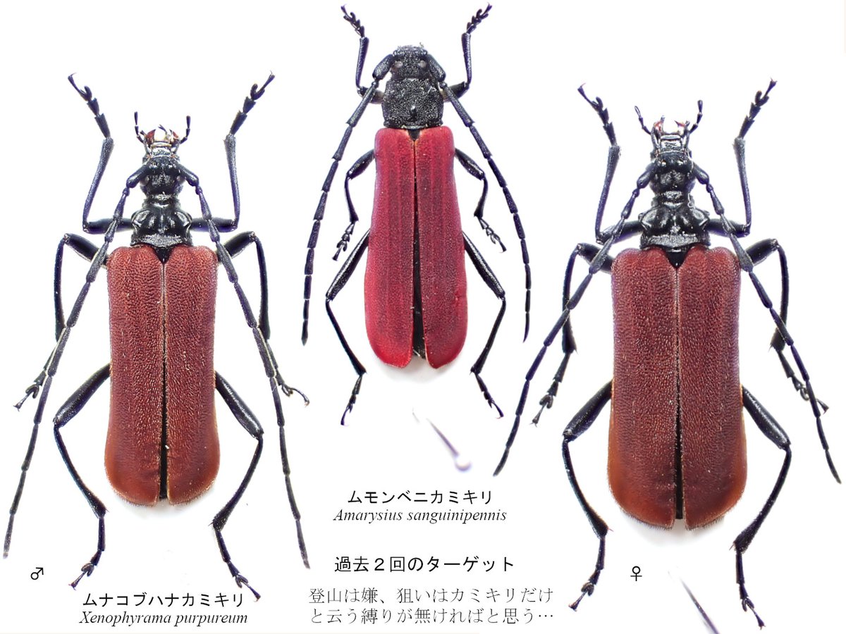 Insect_1206's tweet photo. 出掛けるか迷ったけど曇天だし明日は某社長🥸と今季3回目の採集会なので虫運温存のため我慢😑根性無しの自分一人では動く気になれない薄いカミキリに限って「行こや～」って来るのは有難い話ではある…交通費も折半だし💸まぁ今回は特に狙い目がある訳でなく行けば何か採れるやろ的な発想らしいけど😓 https://t.co/bd6ZALb6Rh
