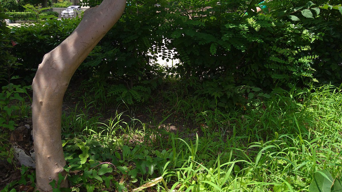 balu0517's tweet photo. お散歩写真
何か物語が始まりそうだなぁとか、描きたいなぁと思うものをパシャリ📸

どうぶつさんがひょっこり出てきたらたのしいな🤭💓

#写真 #散歩 #植物 https://t.co/j7Kodxigwx