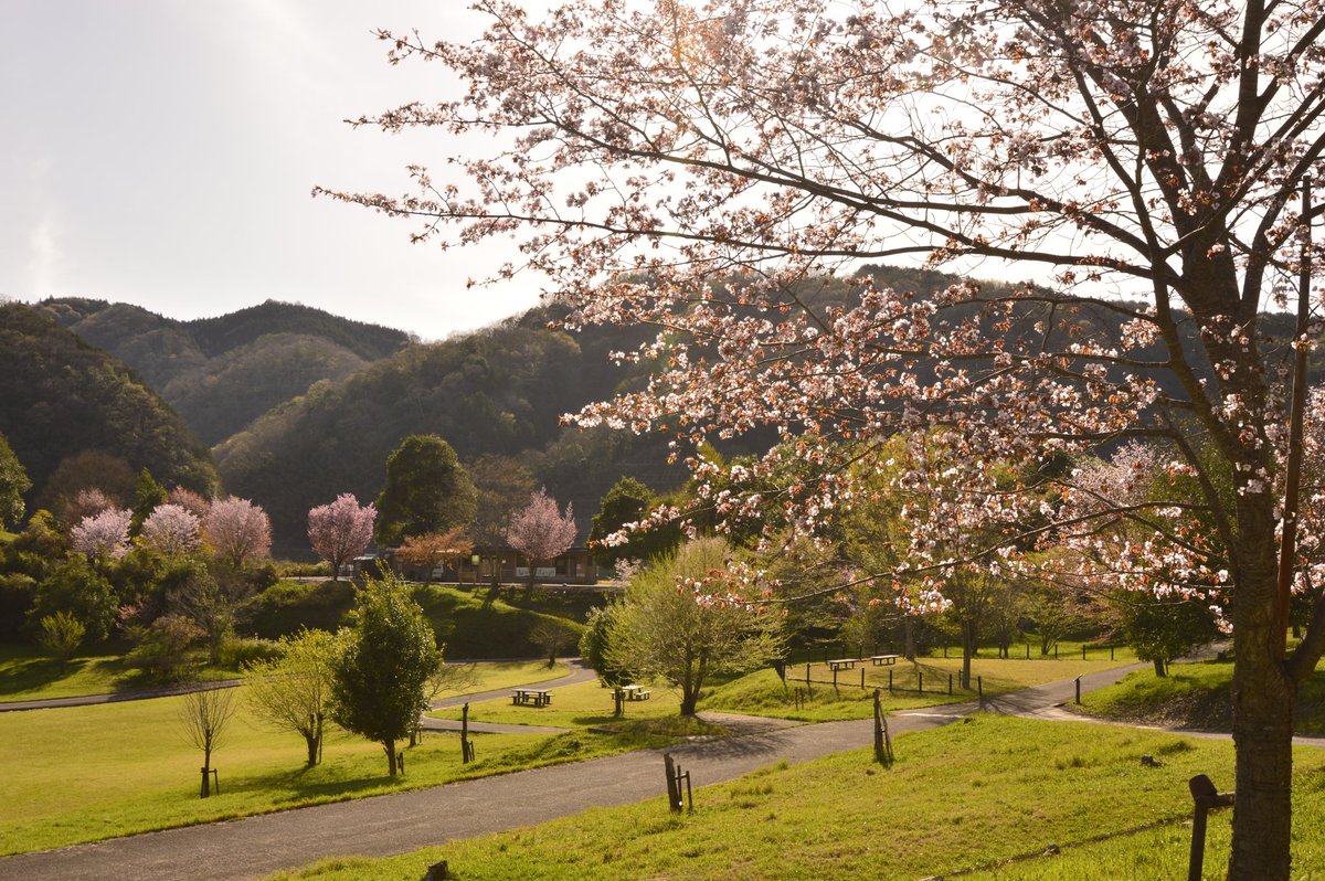 takepp4xx's tweet photo. 2026/4/11
広島県三次市吉舎町知和
灰塚ダム知和ウェットランド
桜が見えたのでたちより(ﾟ∀ﾟ)📷

#広島県
#灰塚ダム知和ウェットランド
#桜 https://t.co/gZzhzITqlr