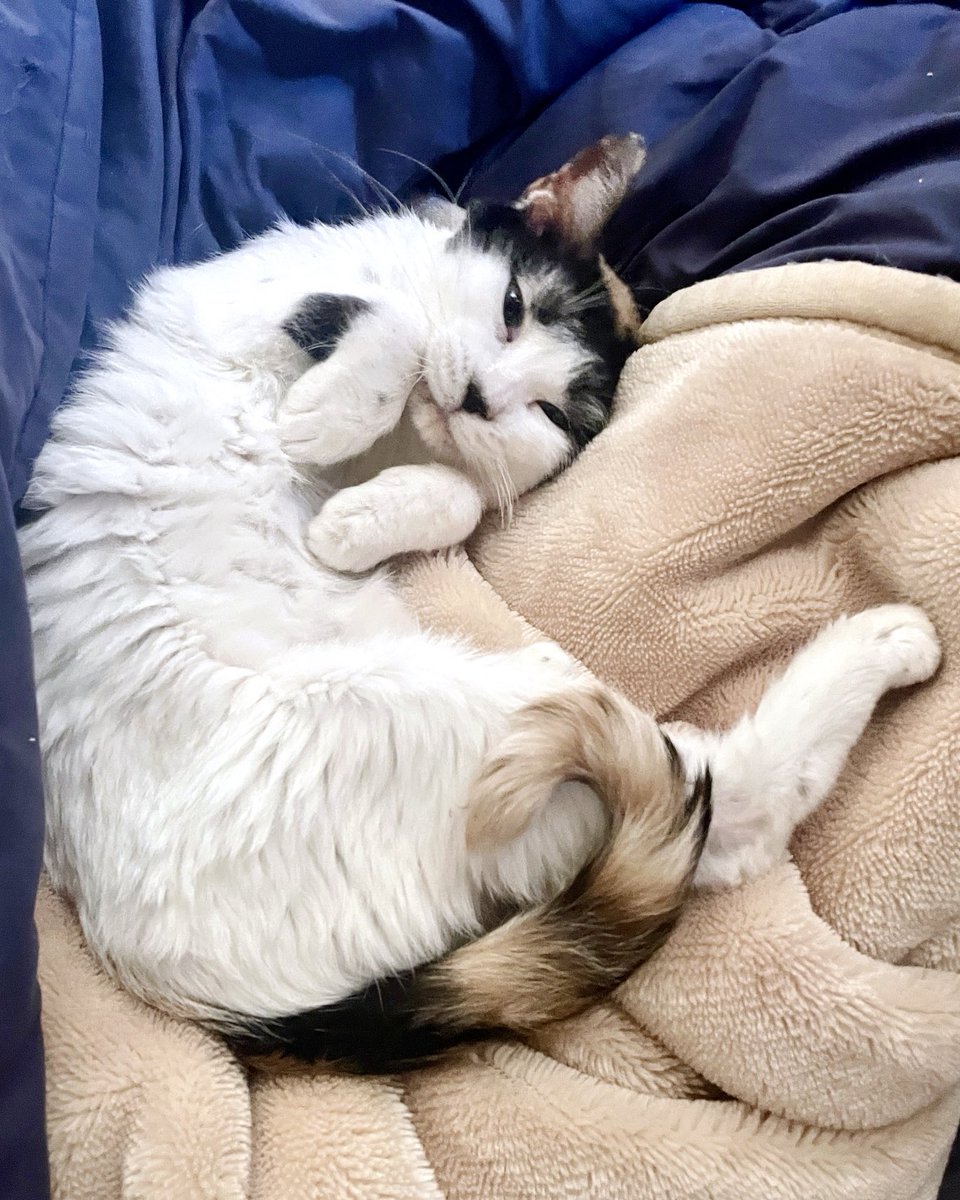 nyanmohu's tweet photo. 実家猫の私に見せる顔が可愛すぎる。
多分私のことが好きなんだと思う（自惚れ） https://t.co/pt3ovmoo4g