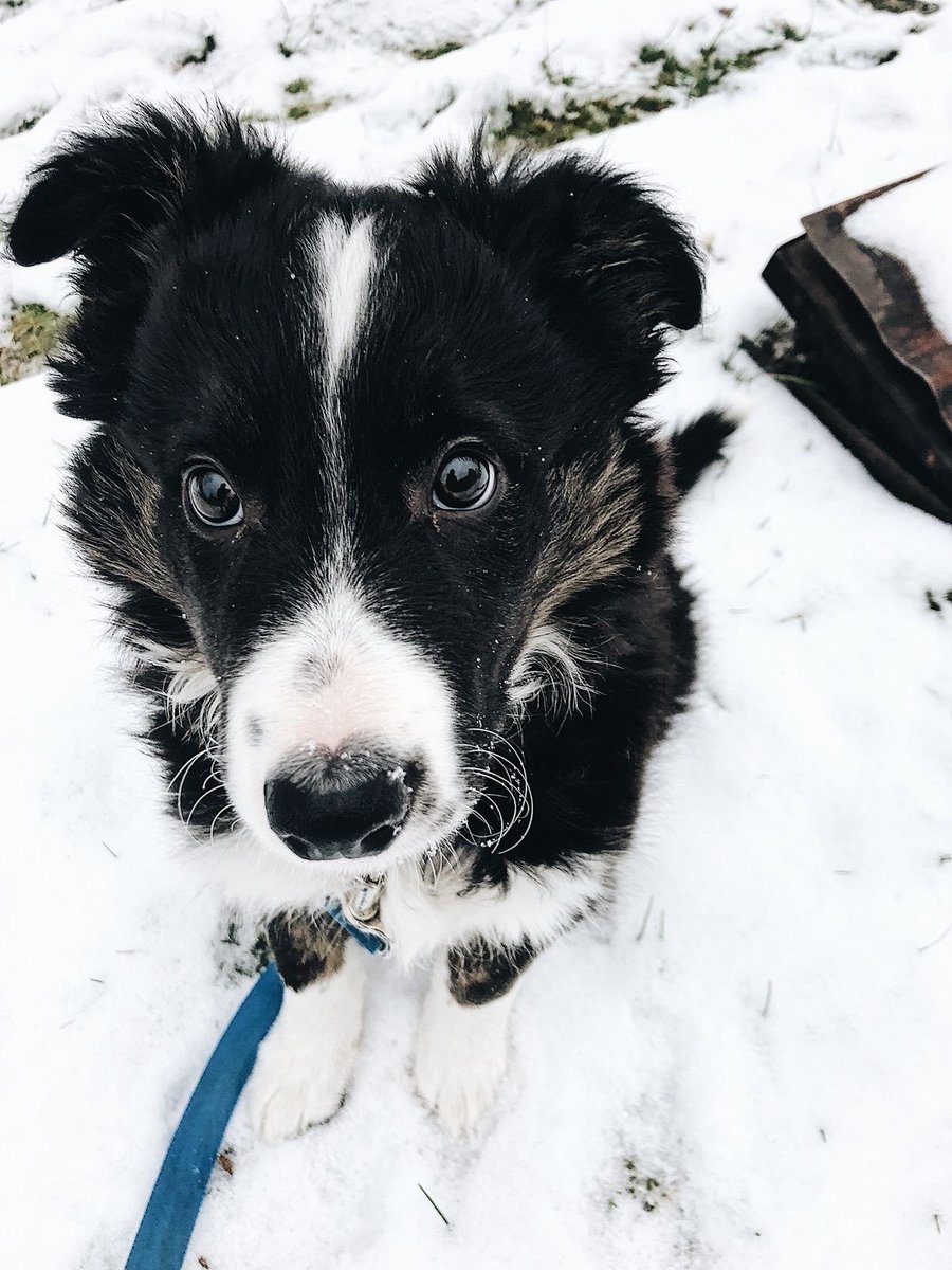 mvttdad's tweet photo. Can I come over &amp; stare at you like this or do you hate me? https://t.co/pd1kqhd8nc