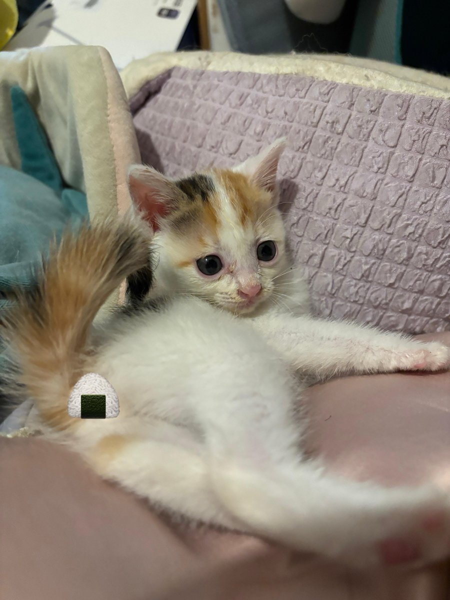 yapomesa's tweet photo. 昔のツナマヨおにぎりはシーチキンからしマヨネーズって名前で基本的にからしが入ってた事実は誰も覚えていない https://t.co/5kyo2IJE4S