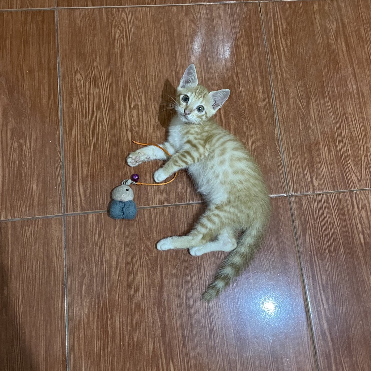 ucildaily's tweet photo. gada namanya kucing jelek adanya gemas, gemas kecil, GEMAS BESAR, GEMAS BANGETT, GEMASSS LUARR BIASAAA. pspspspsps ngopi kah kita??? https://t.co/O1WU6YXXbq