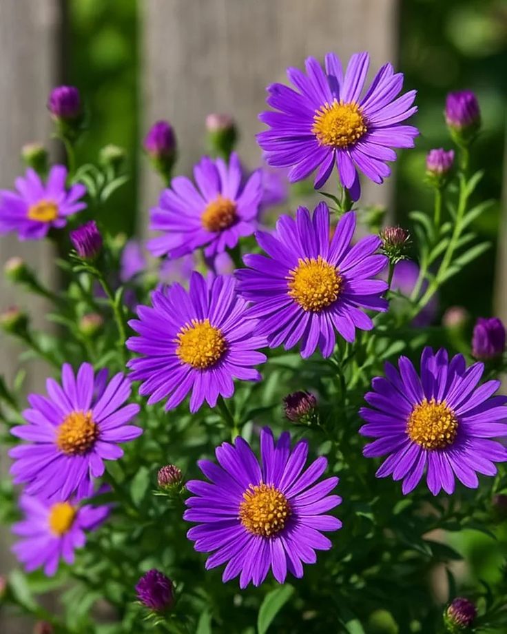 amazing_ey58387's tweet photo. 🍀🌻🌺 https://t.co/eTA0nmRzdQ