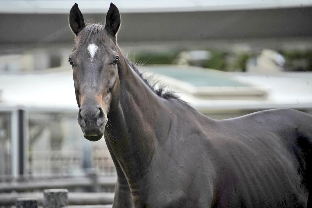 haragurokikaku's tweet photo. JRAは馬が中心のテーマパークにしたがっている感じがする
馬が展示されていて、グッズ売ってて、馬事文化の展示もあって、売店や出店で食事出来る
ヒーローショーやってるし、ファミリー層向けのイベント事も多い
間口は広げていってるんよね
友達は博打打てるビアガーデンって思ってるし https://t.co/q2stIy5hzp