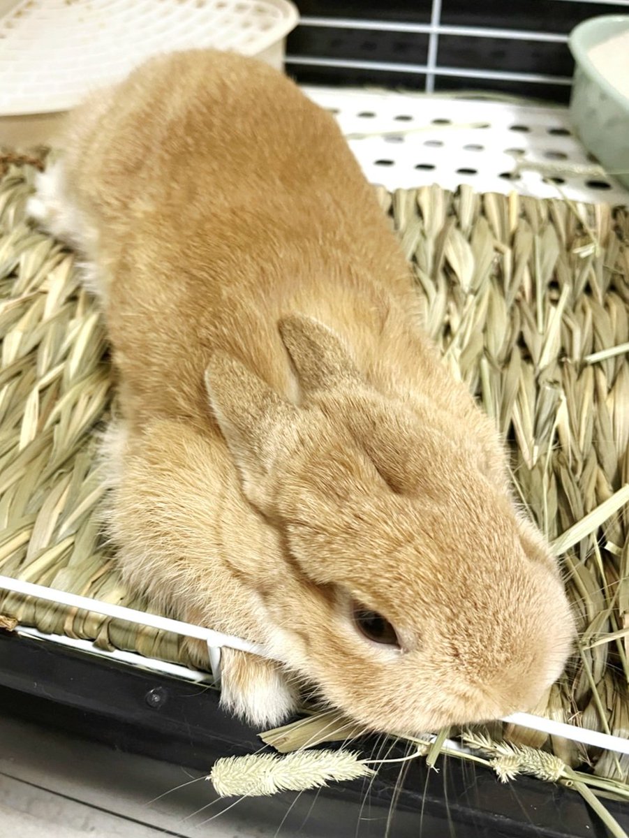 KawaeeCOCO's tweet photo. みなさまおつかれさまでした。
ココまだ眠くないもん
 #うさぎ  #うさぎがいる暮らし https://t.co/wzdX31pM7n