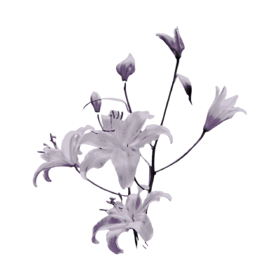 veneficusnox's tweet photo. ⠀       ⠀ ִ‿̩͙⊱༒︎༻♱༺༒︎⊰‿̩͙    
⠀⠀
⠀⠀⠀𝘦𝘷𝘦𝘯 𝘵𝘩𝘦 𝔮𝔲𝔦𝔢𝔱𝔢𝔰𝔱 𝐬𝐭𝐚𝐫𝐬      
⠀𝘭𝘦𝘢𝘷𝘦 𝘵𝘩𝘦𝘪𝘳 𝖒𝖆𝖗𝖐 𝘰𝘯 𝘵𝘩𝘦 𝑛𝑖𝑔ℎ𝑡.                            

⠀       ⠀ ִ‿̩͙⊱༒︎༻♱༺༒︎⊰‿̩͙ https://t.co/8U1tQ9CdkR
