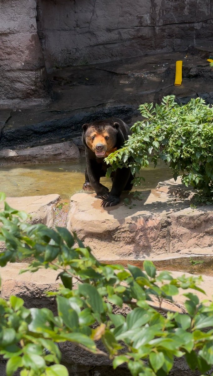 ichi_slave's tweet photo. マーサさん数分に1回くらい水浴び~☺️
#天王寺動物園 #マレーグマ
#マーサ #sunbear https://t.co/GsbiWdUij8