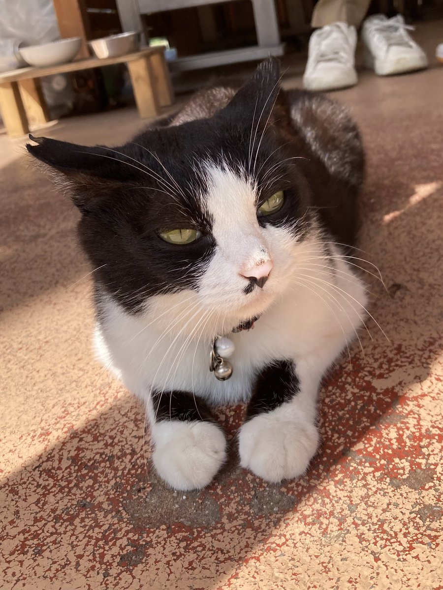 AyahimeU's tweet photo. みんにゃ〜
水分補給忘れないでにゃ😺 https://t.co/fMN39cXjDI