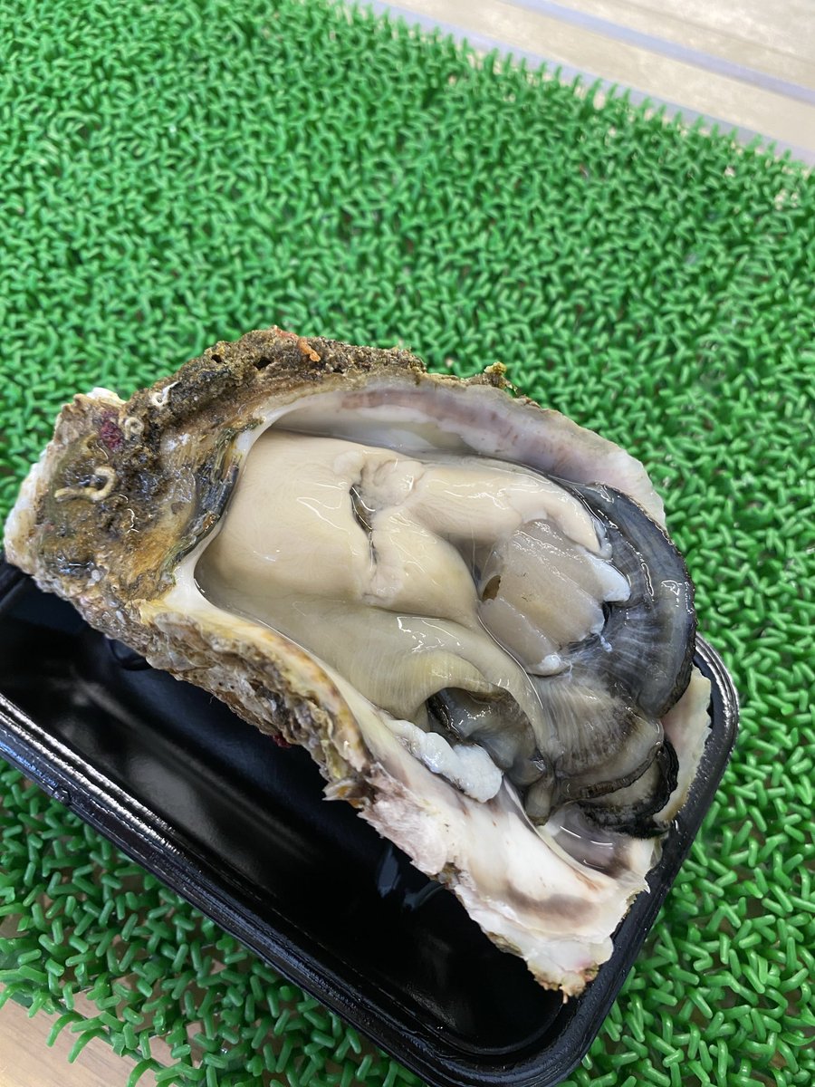 ShingoMatsui2's tweet photo. 仕事終わりの次の日。
超お得なアジフライ（鳥取産）弁当を食べながら海眺める。
天然岩牡蠣を気軽に食べれる環境って…。
田舎はプチ贅沢、プチリア充の宝庫やね。
#山陰トラウトフィッシングガイド
#釣旅
#釣りと旅の話 https://t.co/sUfuu8g4xg