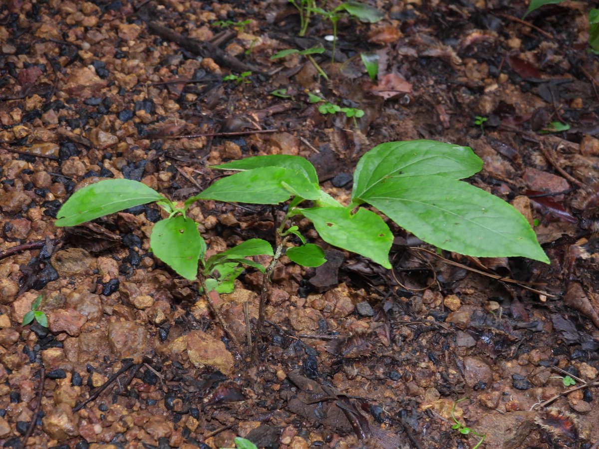 BiotechSanjeet's tweet photo. Know your #medicinal #climber from #forest of #Odisha
Celastrus paniculatus
Local name: Pengu
Leaves are #edible. Seed #oil has medicinal values and used as #brain tonic.
#Odisha #Forest #Climber #Medicinal https://t.co/DNphjhRUZL