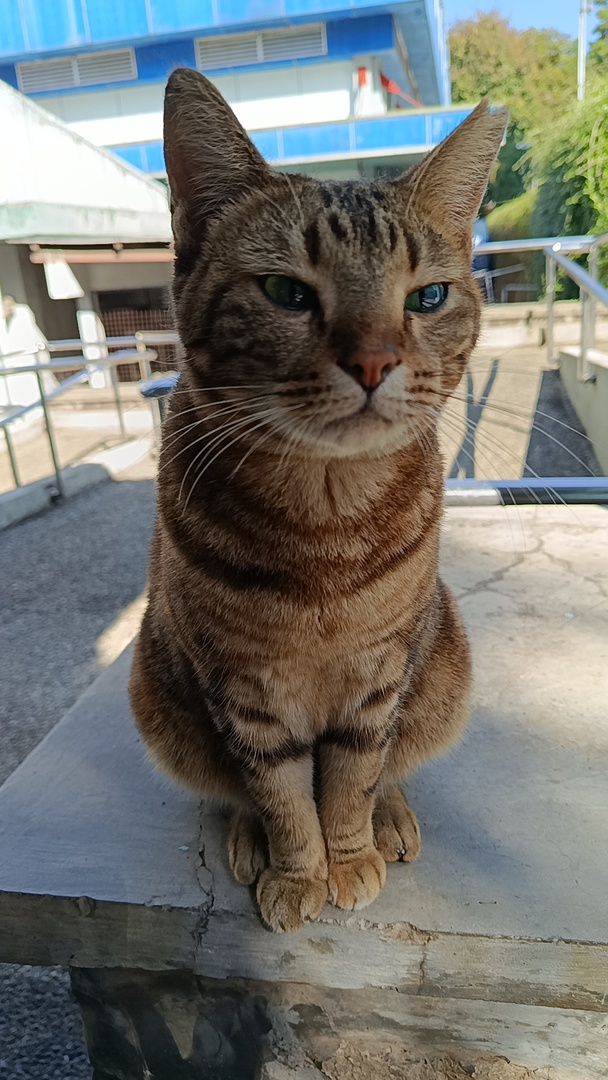 ganesaspace's tweet photo. ITB! Kucing yang selalu ada di deket gedung biru ini siapa ya namanya?? Gemes banget sama si cantik ini 😩 https://t.co/FOaPWxHLdt