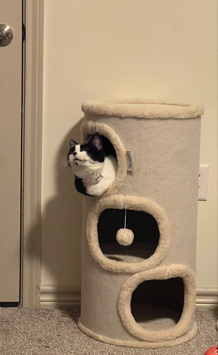 Plane_pie's tweet photo. New apt happy Zoe 🥰 https://t.co/62sBlgcdTI