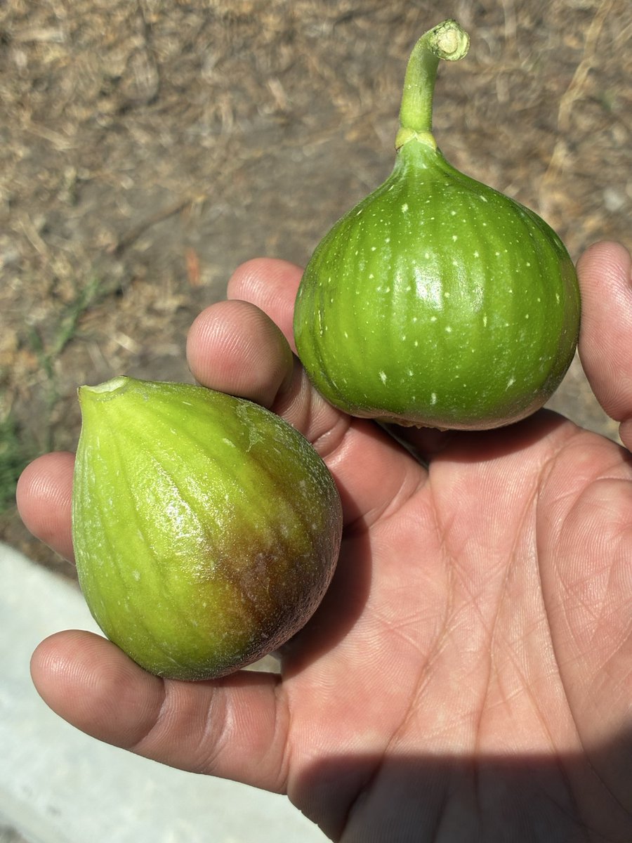 ogcarliito's tweet photo. The best figs are actually the green ones ☝️🌱🍐🤤 https://t.co/YlpDthjVtc