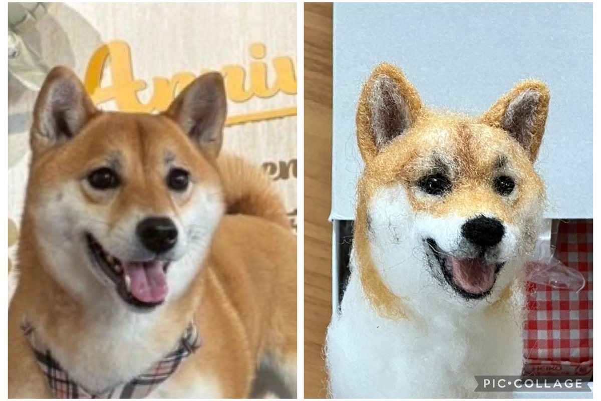 むぎちゃん🐕お耳がついたよ🥰 ＃羊毛フェルト ＃まだまだ違うね
