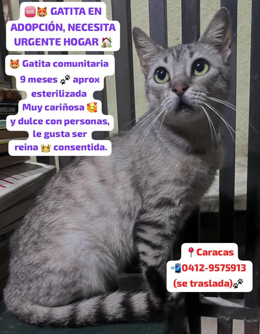 yaracalcagno's tweet photo. Adopta. Salva una vida. Cambia un destino. https://t.co/hXHzSIfgCJ