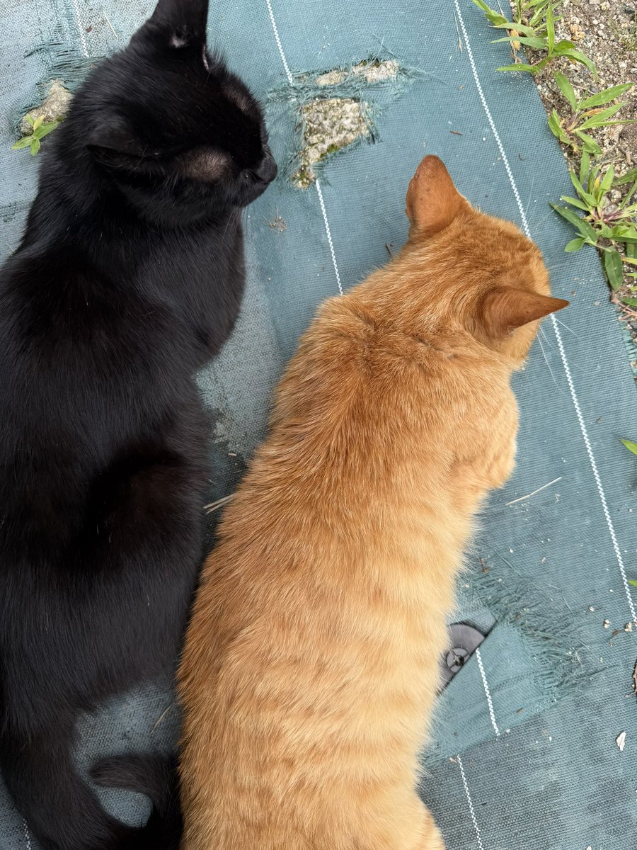 AAO_Rimi's tweet photo. なお猫の方 https://t.co/Xpc4Pbk87F