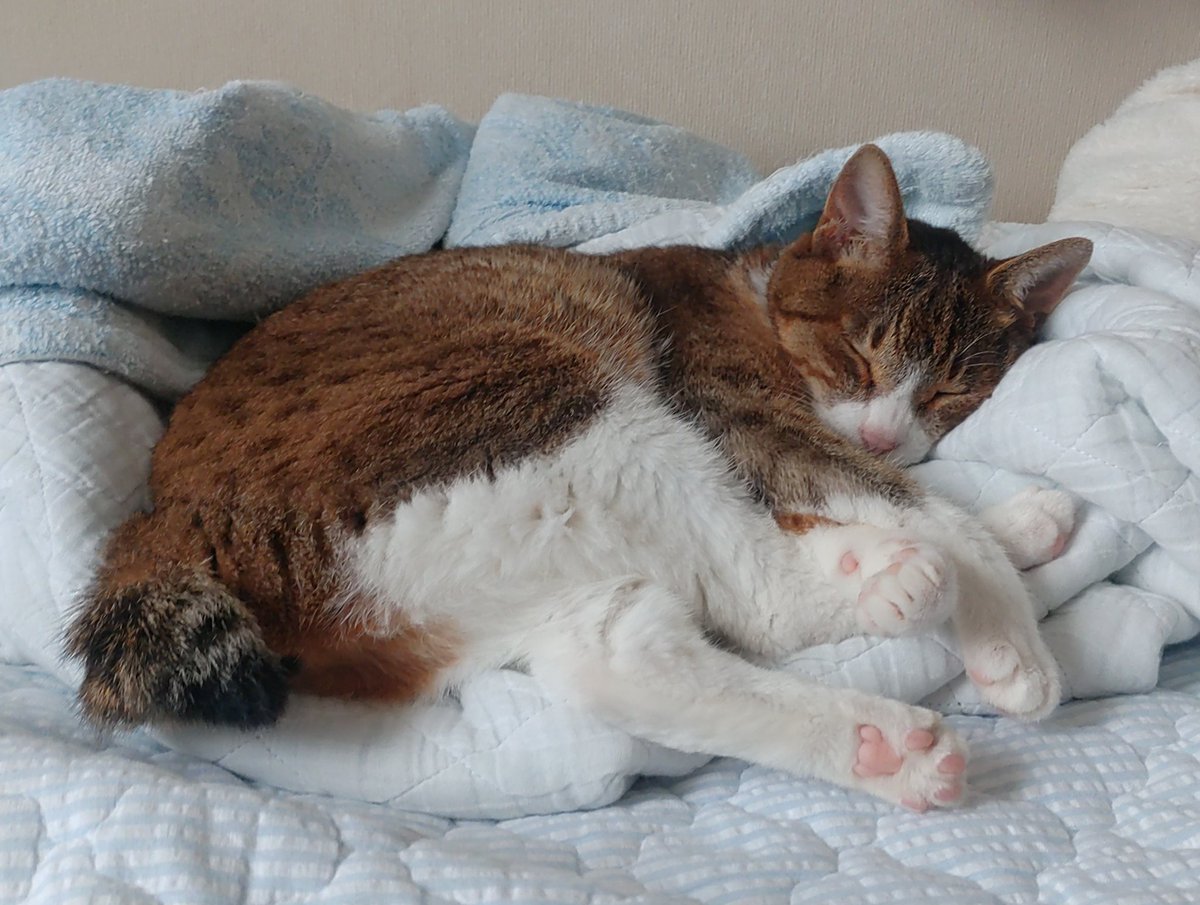 SilverSalmon64's tweet photo. こんにちはねこ
タオル生地が大好き https://t.co/d57DDtndZm