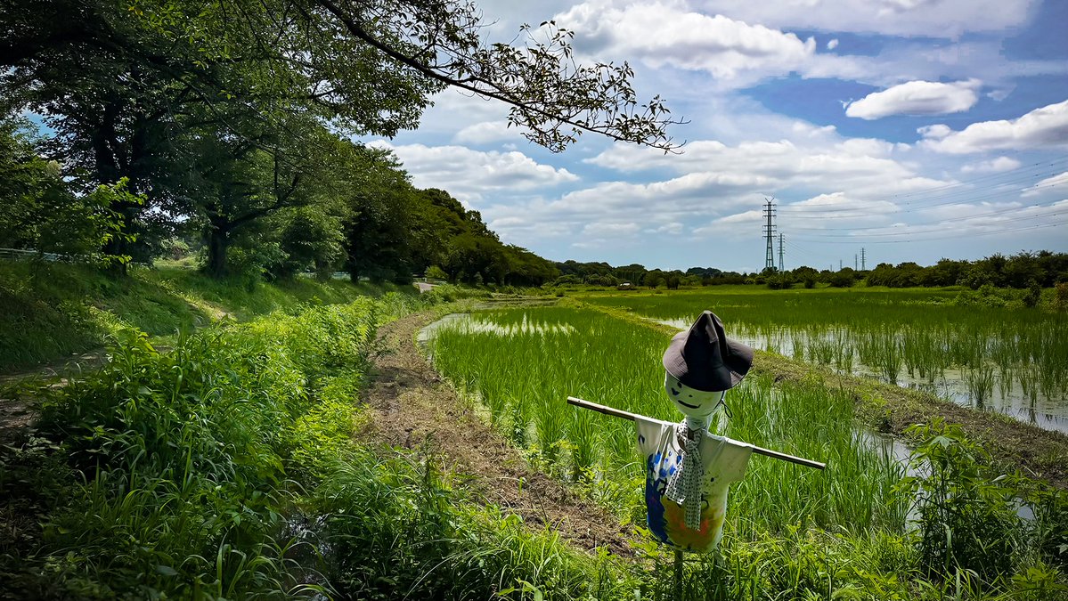 hikosukea's tweet photo. 車で10分ほど。すぐ近所の田舎を散歩してきた。
むかしはよく大型のナナフシがいたんだけど、もういないのか。 https://t.co/MoTUhB02Rp