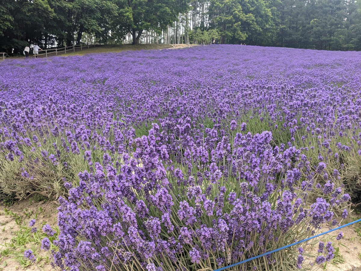 TanakaCharlie's tweet photo. ラベンダー https://t.co/OKY8cRJeAe