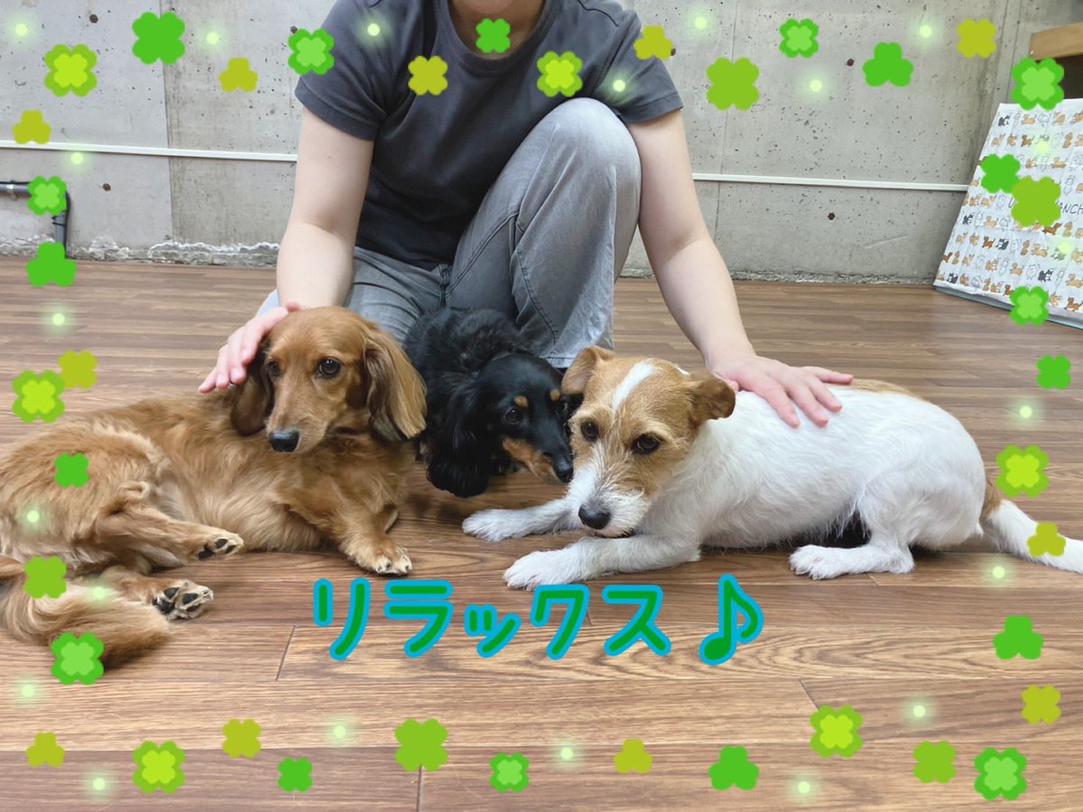 ciao2008's tweet photo. お友達と仲良く過ごしたり、集中して待つ事ができています✨

#しつけ教室 #ドッグトレーナー #ドッグスクール #中野区 #ダックス #ジャックラッセルテリア #チワワ #フリー #シェパード #ゴールデン #パピヨン #トイプードル #柴犬 #mix #フセマテ https://t.co/3sf0Uj9IJT