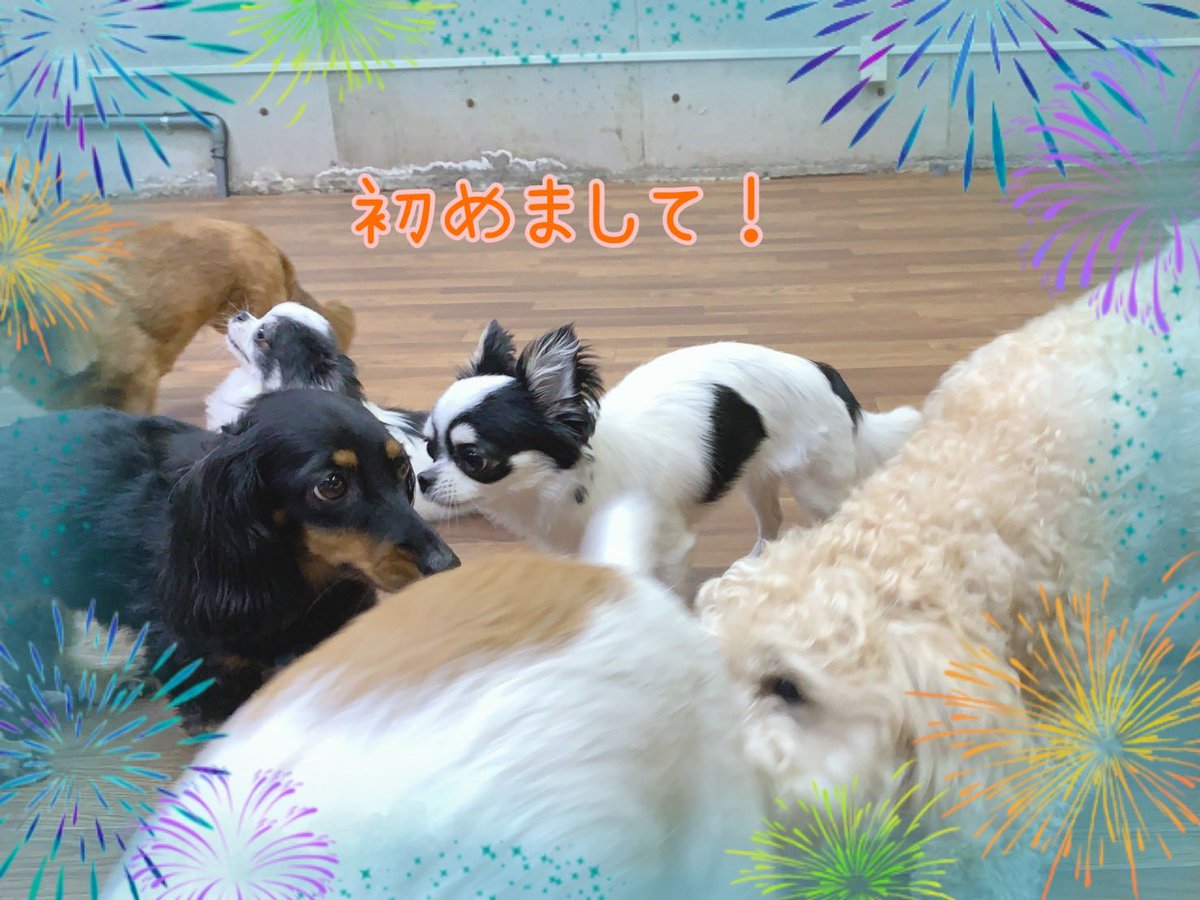 ciao2008's tweet photo. お友達と仲良く過ごしたり、集中して待つ事ができています✨

#しつけ教室 #ドッグトレーナー #ドッグスクール #中野区 #ダックス #ジャックラッセルテリア #チワワ #フリー #シェパード #ゴールデン #パピヨン #トイプードル #柴犬 #mix #フセマテ https://t.co/3sf0Uj9IJT