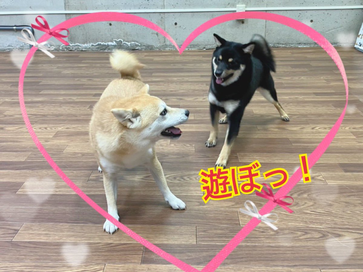 ciao2008's tweet photo. お友達と楽しく遊んでいます♪

#しつけ教室 #ドッグトレーナー #ドッグスクール #中野区 #柴犬 #フリー https://t.co/u9mUa5f8ra